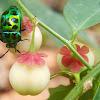 Shield-backed Jewel Stink Bug,