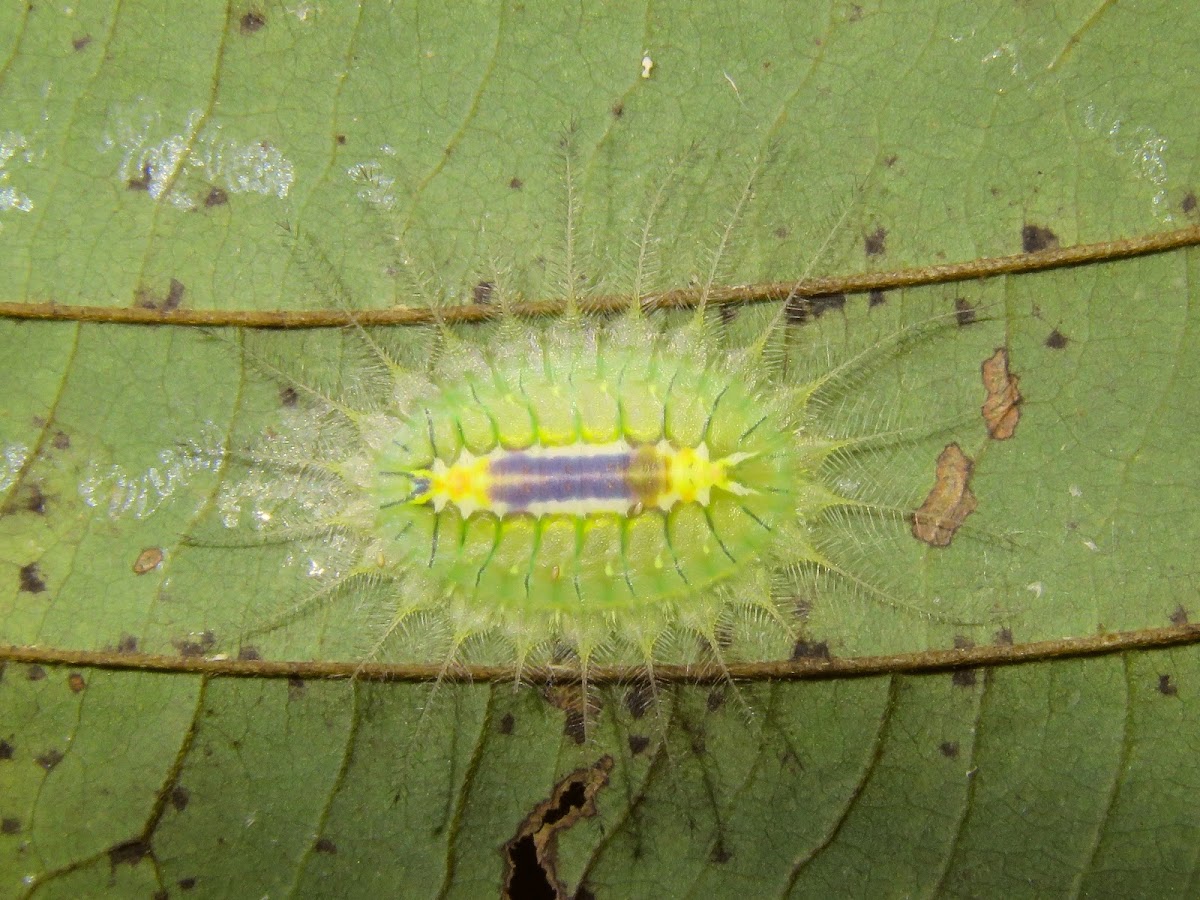 Limacodid Caterpillar