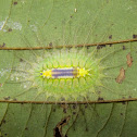 Limacodid Caterpillar