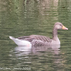 Greylag Goose