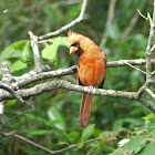 Northern Cardinal