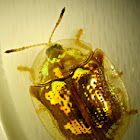 Mottled Tortoise Beetle