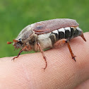 Common cockchafer