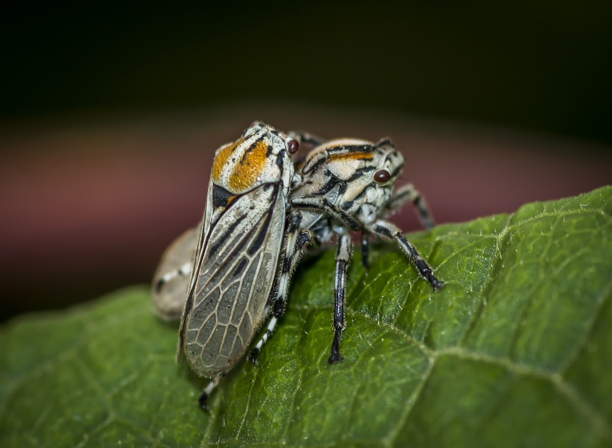 Treehopper