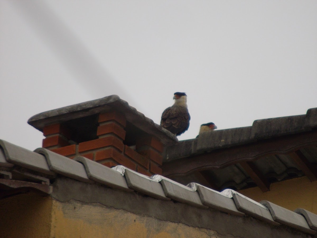 Southern Caracara