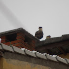 Southern Caracara