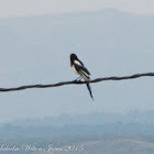 Magpie; Urraca