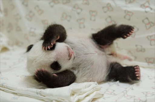 This undated handout photograph released by the Taipei City Zoo on August 11, 2013 shows a newly born panda cub at the zoo in Taipei. The public will have to wait three months to catch a glimpse of the first panda born in Taiwan, officials said in July, after she was successfully delivered by parents who were gifted from China .