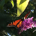 Monarch Butterfly