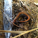 Red salamander