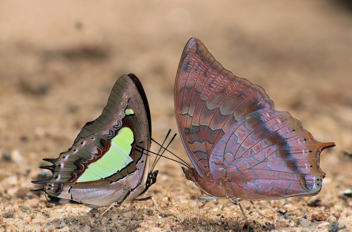 Indian Nawab and Tawny Rajah