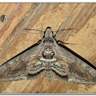 Five-spotted Hawk Moth