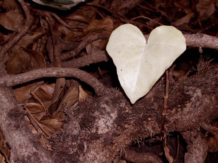 L' Amore in natura di velutha