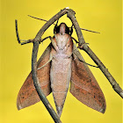 Hawkmoth