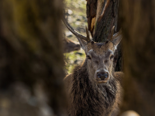 tra gli alberi, gli sguardi si incrociano di ringhio