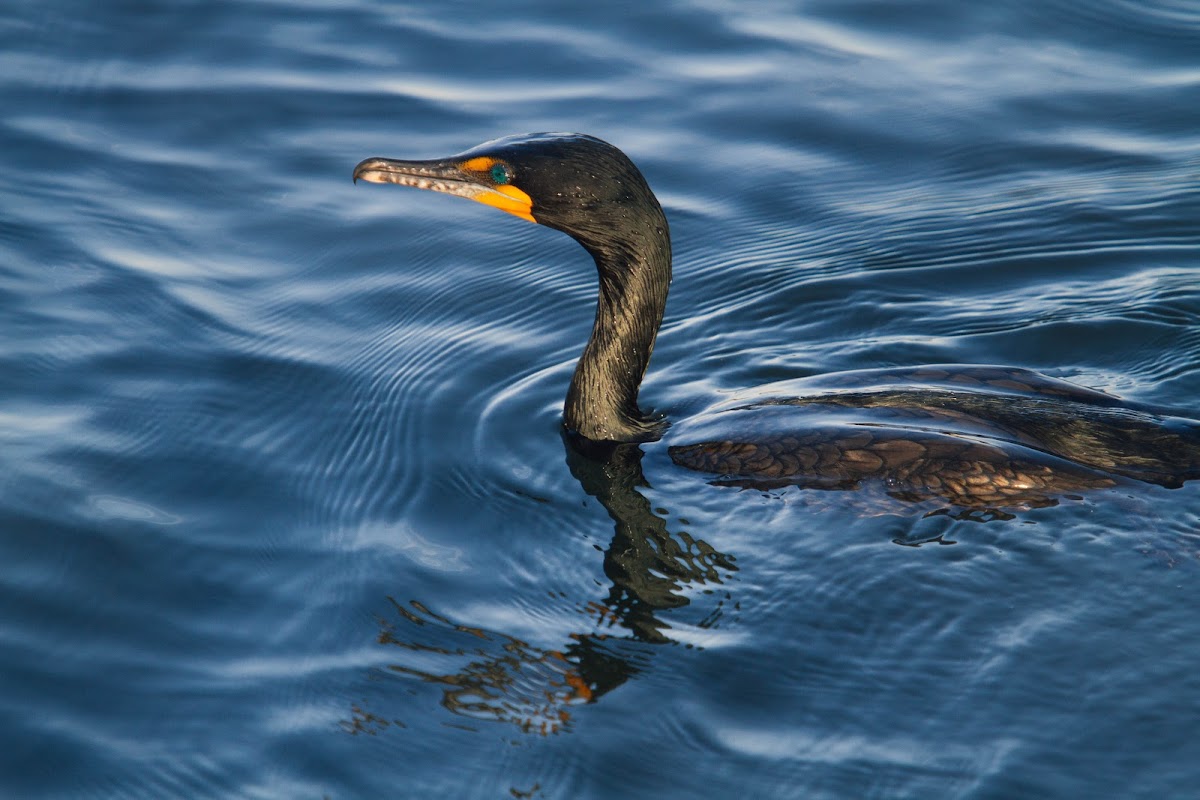 Double-crested cormorant