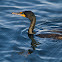 Double-crested cormorant