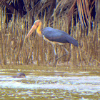 Lesser adjutant