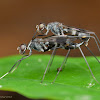 stilt-legged flies