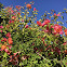 bougainvillea