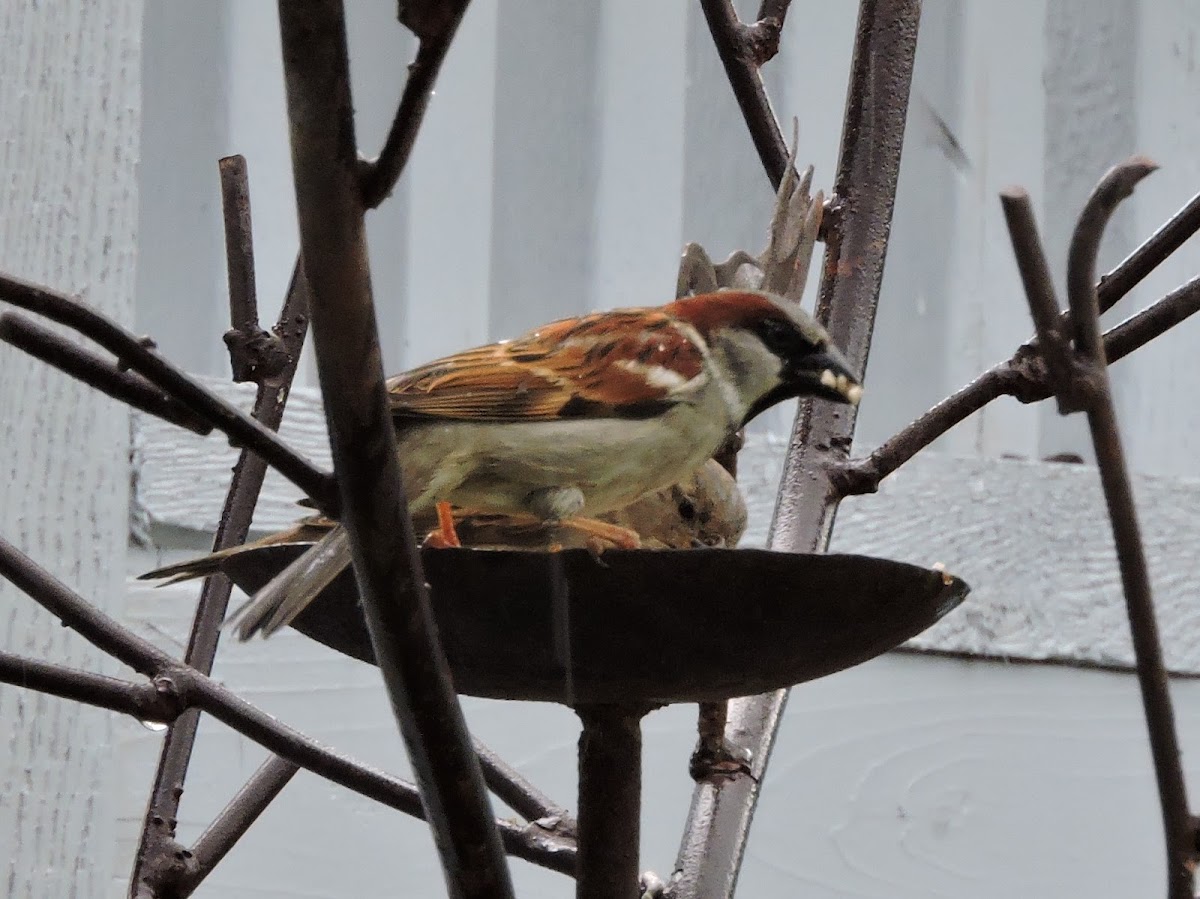 House Sparrow (pair)