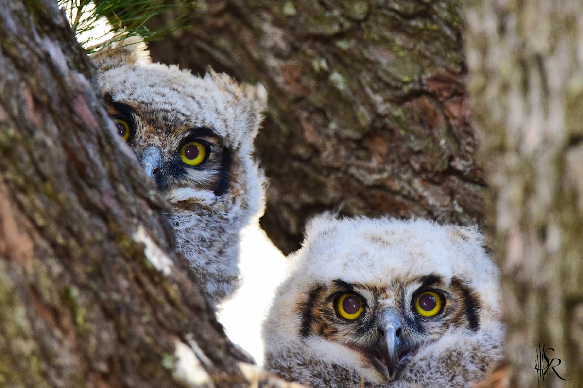 Great Horned Owl