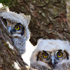 Great Horned Owl