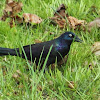 Common Grackle