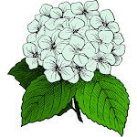 Cover Image of Download Botanical families 7.2.4 APK