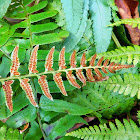 Cinnamon Fern