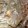 Birch Polypore