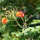 Poinciana, Peacock Flower, Red Bird of Paradise