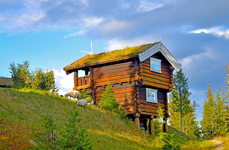 Il legno è casa di stefano_angeli