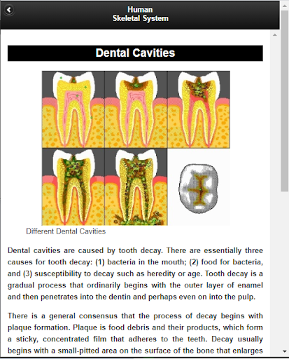 Skeletal System Anatomy
