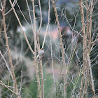 Eurasian blackcap