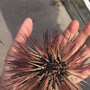 Red Sea urchin