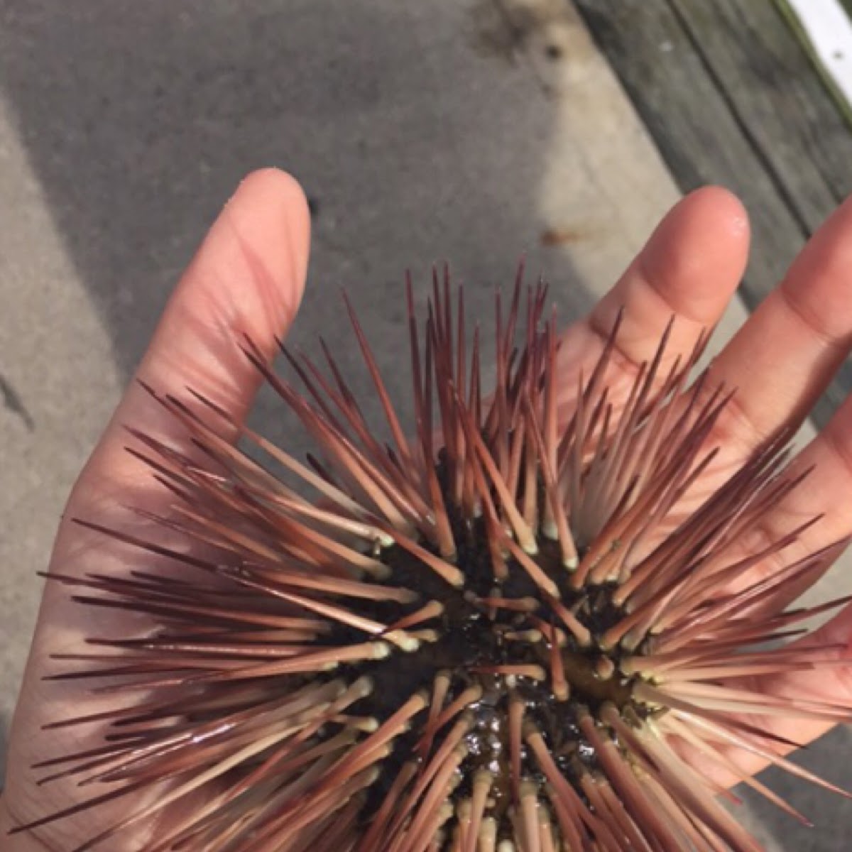 Red Sea urchin