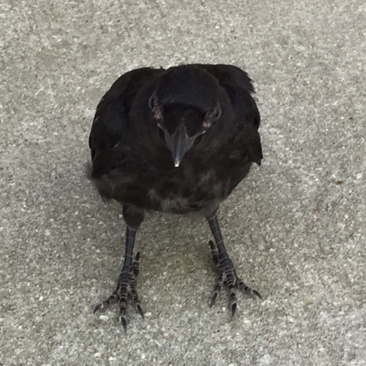 Carrion crow