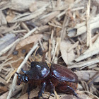 rhinoceros beetle