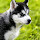 Siberian Husky HD Wallpapers Pet Hot Topics