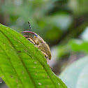 Gorgojo / Cholus Weevil