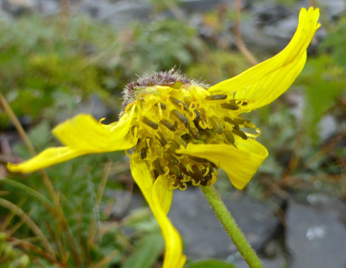 Nodding Arnica