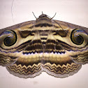 Indian owlet moth