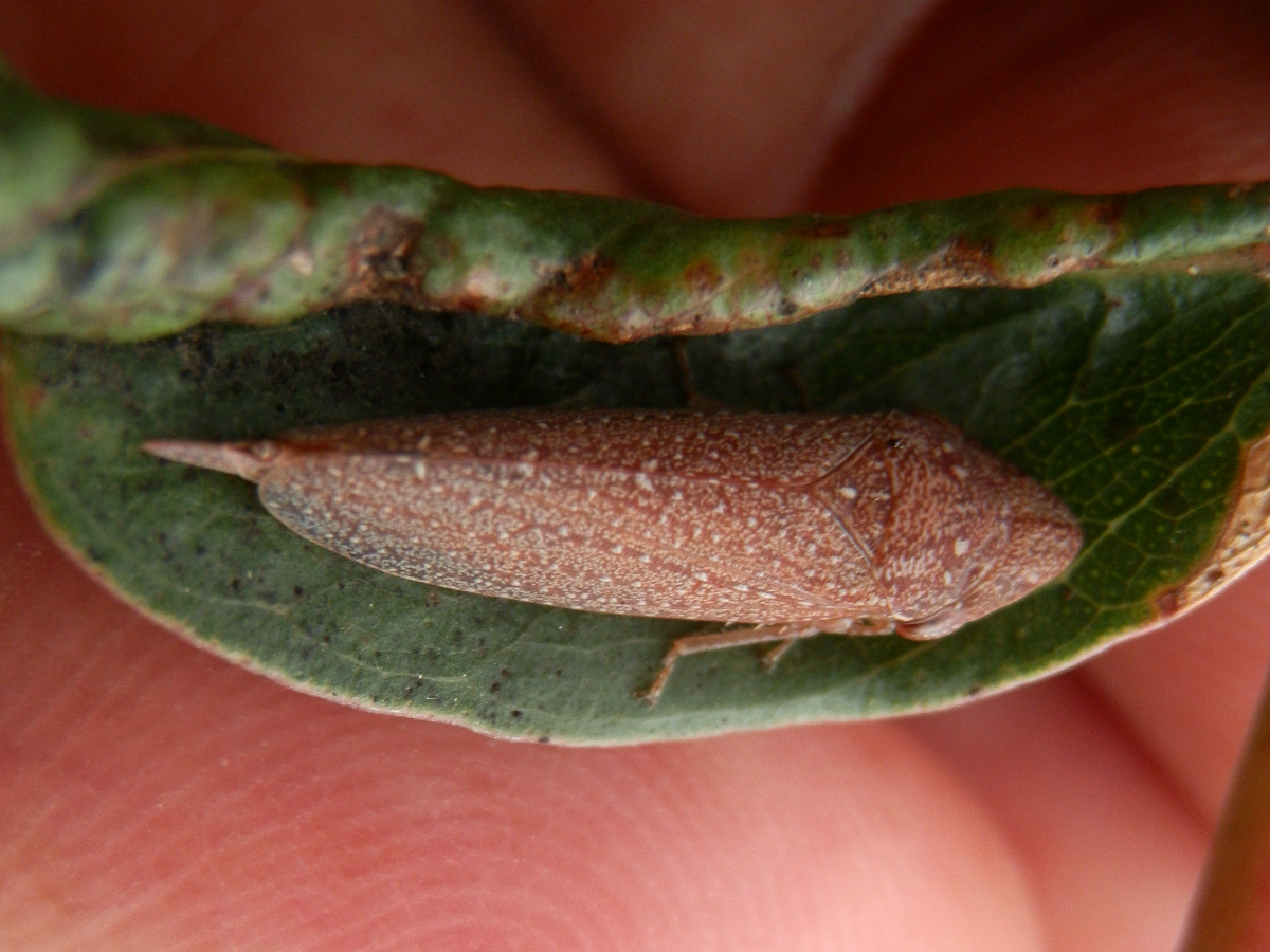 White-dotted Brown Leafhopper