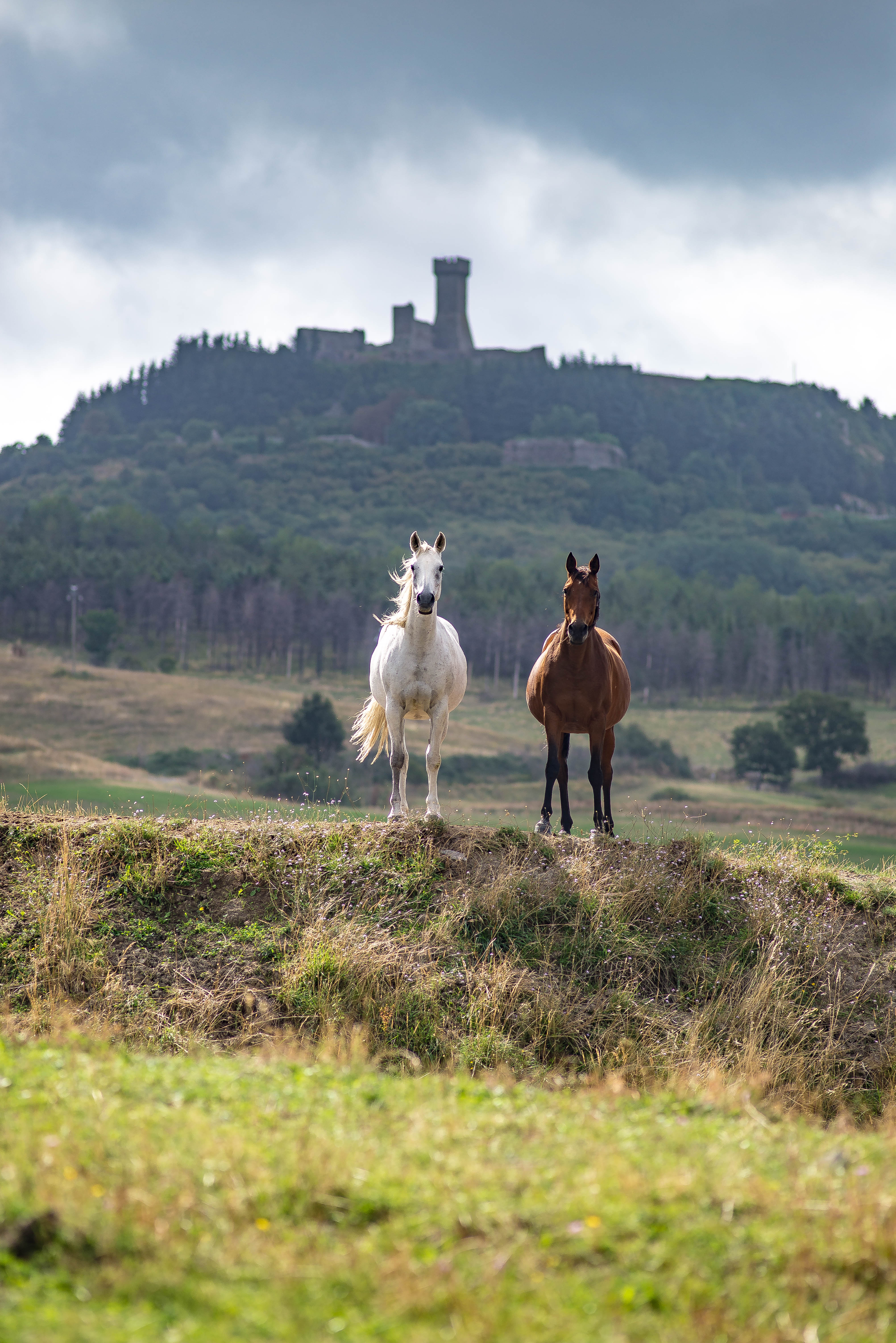 Scacco alla torre! di sarre 49