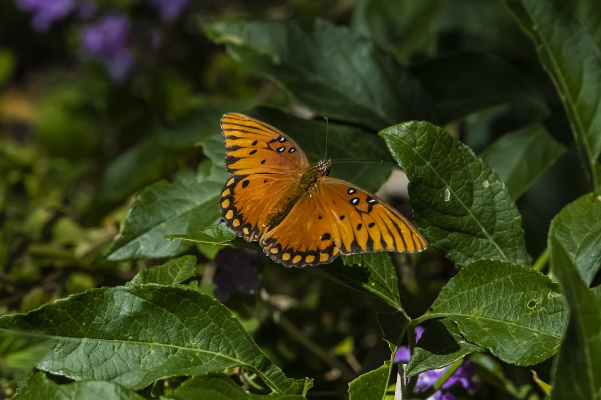 Gulf Fritillary Butterfly