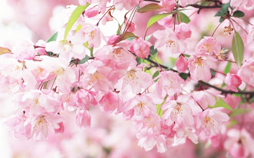 Sakura Pack 2 Live Wallpaper