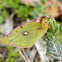 Dark Clouded Yellow