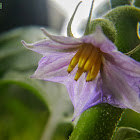 Eggplant, Brinjal