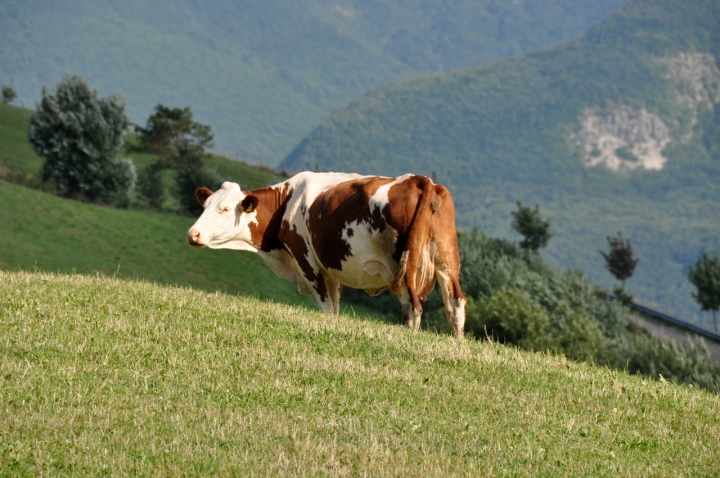 IGP Monte Cimone di ciubecca